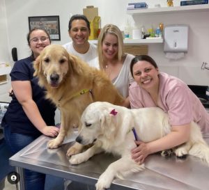 Vet Life Care Cuidando Com Carinho Do Seu Pet