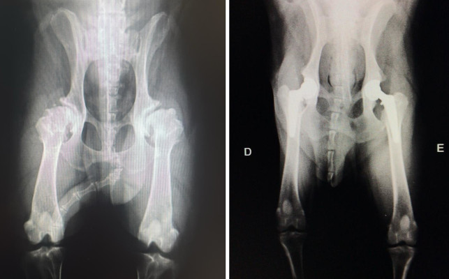 Fazemos cirurgia de quadril. Confira, mais mobilidade para seu PET - clique aqui para saber mais sobre: Prótese para seu PET