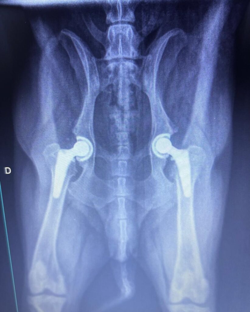 Fazemos cirurgia de quadril. Confira, mais mobilidade para seu PET - clique aqui para saber mais sobre: Prótese para seu PET Fazemos cirurgia de quadril. Confira, mais mobilidade para seu PET - clique aqui para saber mais sobre: Prótese para seu PET