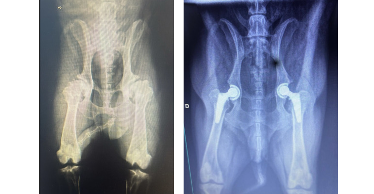Cirurgia de Prótese Coxofemoral Veterinária - Clinica Vet Life Care 